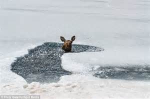Moose Trapped In Frozen Muncho Canada Lake Rescued By