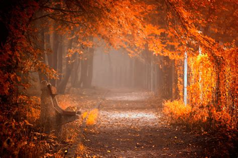 Splendor Leaves Bench Nature Forest Fall Autumn Path Autumn Splendor Woods Road