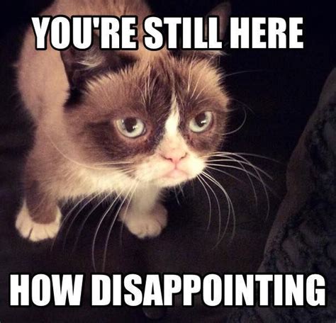 Tardar Sauce Photo From October 2014 Grumpycat Grumpy Cat Quotes