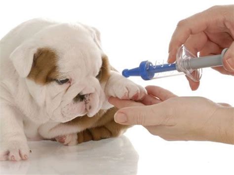 Canine Influenza Flu Shots For Dogs Dale City Va Patch