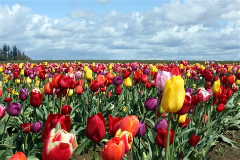 Tulip Photograph From Wooden Shoe Tulip Farm