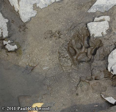 Browse our mountain lion footprint images, graphics, and designs from +79.322 free vectors graphics. Mountain Lion (Cougar) Tracks and Footprints - Puma concolor