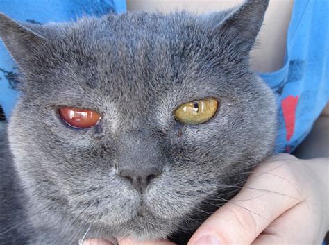 У кошки красные глаза причины и лечение