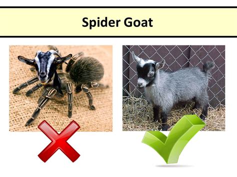 Sbi3u Genetic Processes The Brainbow Mouse Spider Goat Ppt