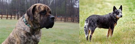 American Mastiff Vs Austrailian Blue Heeler Breed Comparison