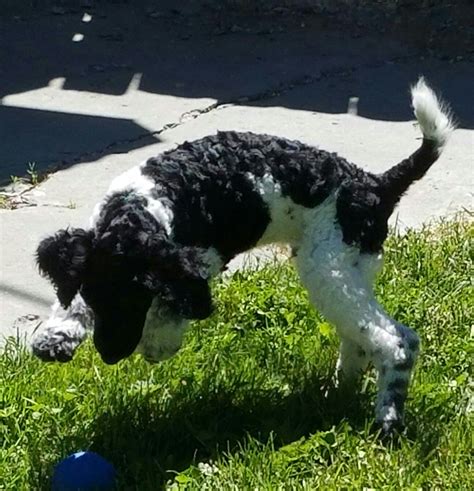 Black And White Parti Standard Poodle Puppy Tobias 9 Weeks Old Hes