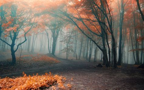 Autumn Fog Wallpapers Top Free Autumn Fog Backgrounds Wallpaperaccess