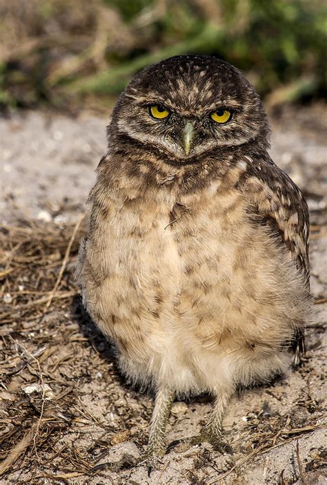 Baby Burrowing Owl Photograph By Wendy Helton