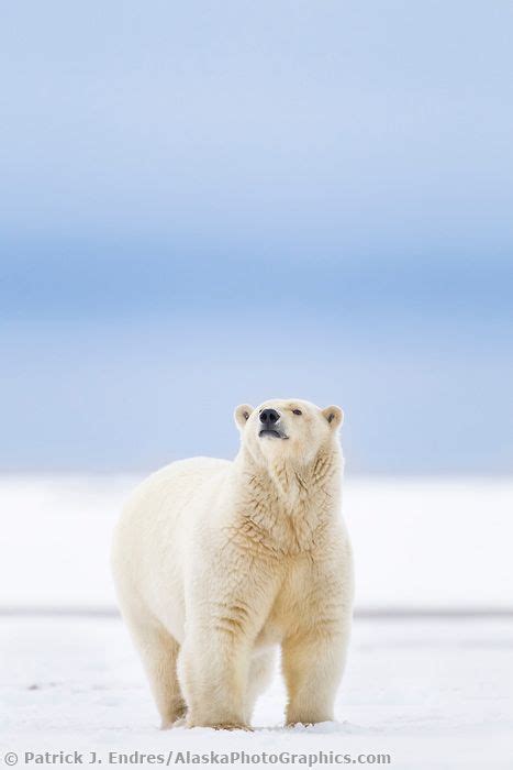 Polar Bear Portrait Polar Bear Images