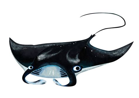Reef Manta Ray Save Our Seas Foundation