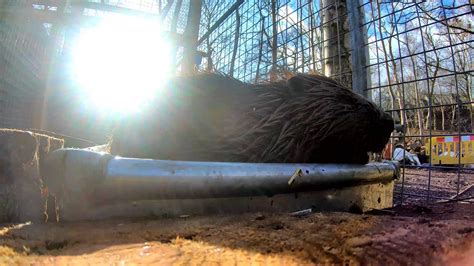 Beaver Rescued In Recovery Feb 2020 Youtube