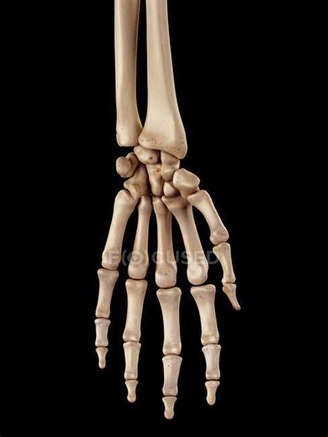 Human Hand Bones Anatomy — Physiology Anatomical Stock Photo