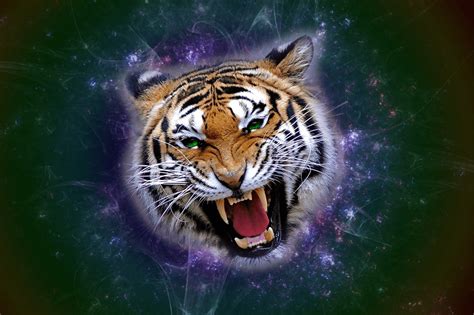 Angry View Angry Tiger D Wallpaper Gif