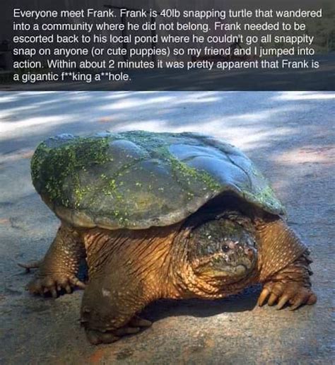 The Story Of Frank A Snapping Turtle With A Serious Attitude