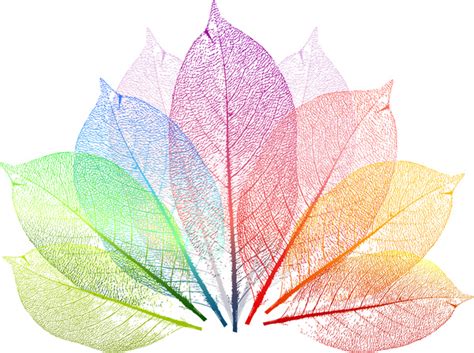 Colorful Leaf Vectors Graphic Art Designs In Editable Ai Eps Svg