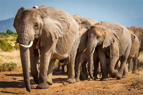 Both Species Of African Elephants Are Now Officially Endangered New