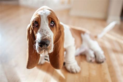 Puppy Dog Eyes Dont Signal Sadness As Humans Struggle To Recognise