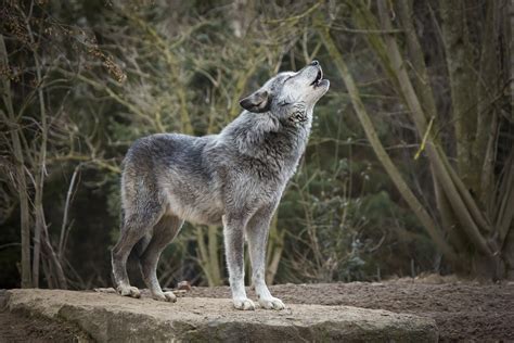 Wolf Beim Heulen Foto And Bild Tiere Zoo Wildpark And Falknerei Canon