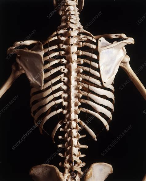 Human Skeleton Rib Cage Stock Image C0198914 Science Photo Library