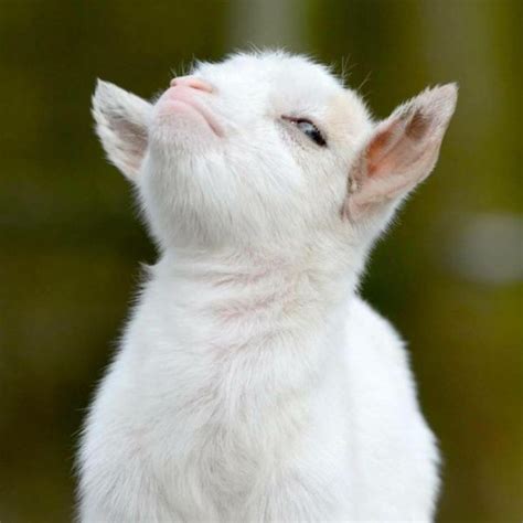 Reddit Photoshop Battle This Rather Smug Looking Goat Neatorama