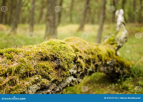 Moss Growing On A Fallen Tree Stock Photo Image Of Fallen National