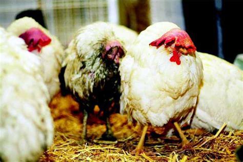 Plea Deal Reached In Chicken Cruelty Case Ceres Courier