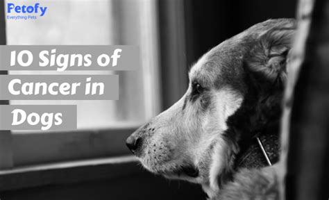 What Are The Signs Of Cancer In A Dog