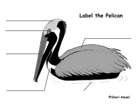 Pelican Brown Labeling Page