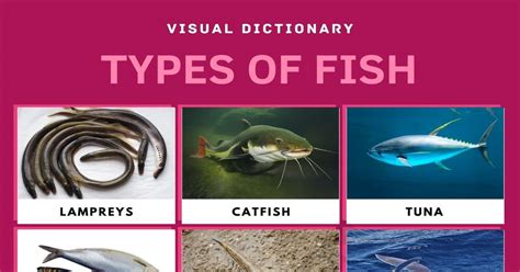 List Of Fish