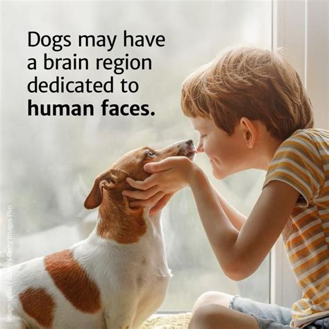 Dogs May Have A Brain Region Dedicated To Human Faces Human Face Dog