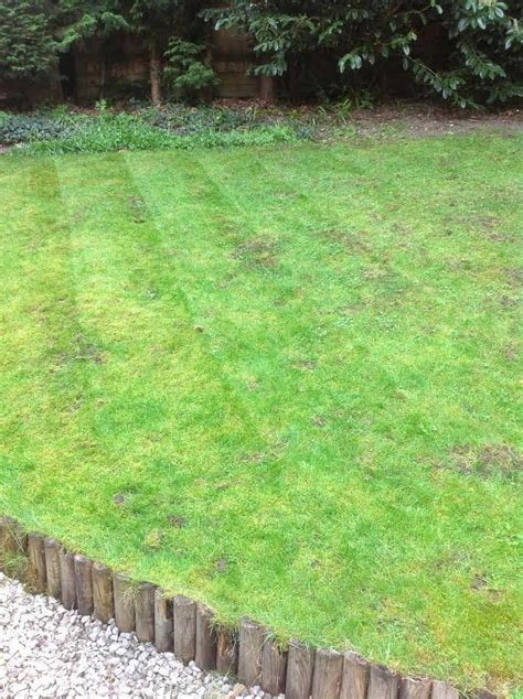 Another option is if you can find sod that matches your lawn, you can quickly repair the damaged areas. Lawn repair after squirrel damage - Eds Garden Business Franchise News