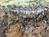 Swarming Termite Photos