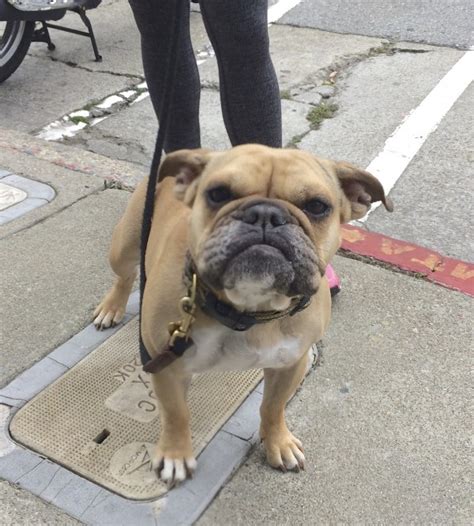 Dog of the Day: Zoe the Miniature English Bulldog | The ...