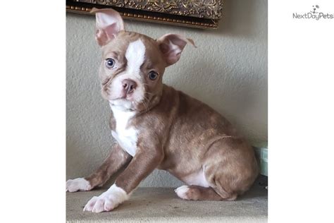 We have one little boston terrier boy red'white available for reservation. Boston Terrier puppy for sale near San Diego, California. | 1f7c9ca2-93e1