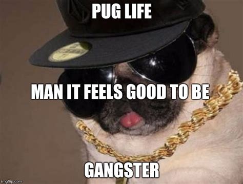 Gangster Pug Imgflip