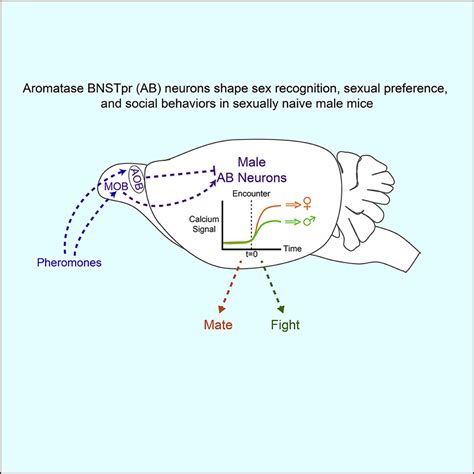 Limbic Neurons Shape Sex Recognition And Social Behavior In Sexually Naive Males Cell