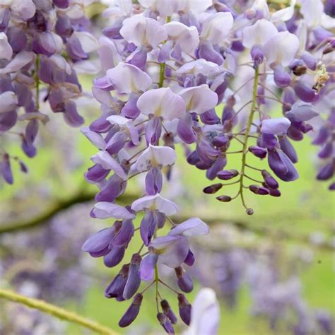 Buy Chinese Wisteria Wisteria Sinensis Amethyst