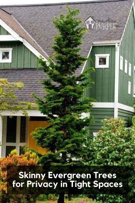 Narrow Evergreen Trees For Year Round Privacy In Small Yards Trees