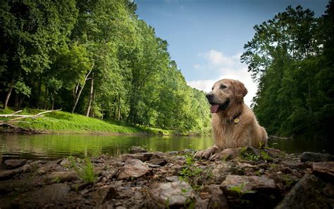 Dog Lake Nature Wallpapers Wallpaper Cave