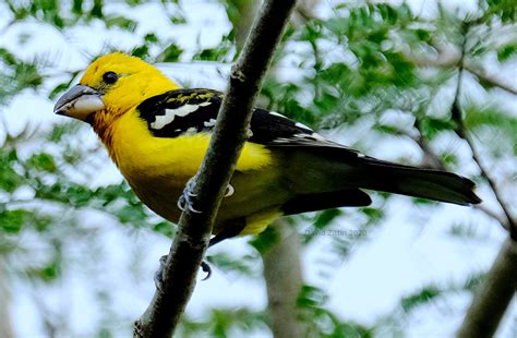 Yellow Grosbeak — Birding With Camera And Paint