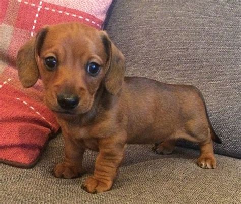 Mother is a full blood longhaired akc reg. Kc reg Shaded Red Miniature Dachshund Puppies | Liverpool ...