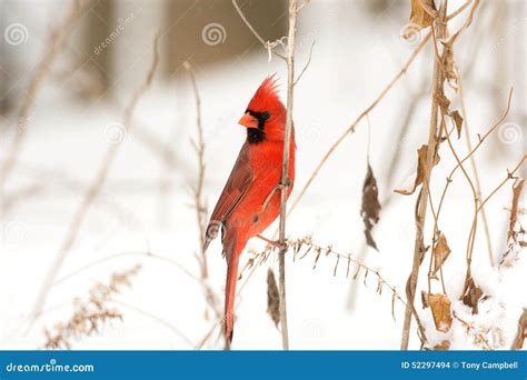 Male Northern Cardinal Stock Photo Image Of Outdoors 52297494