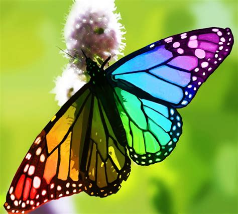 Beautiful Rainbow Butterflies Rainbow Butterfly Tumblr Beautiful