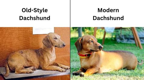 The History And Origins Of The Dachshund Dachshund Central