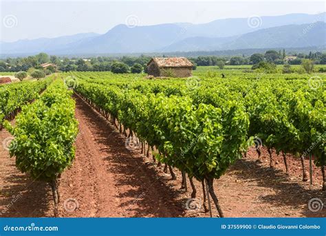 Vineyards In Var Provence Stock Photo Image 37559900