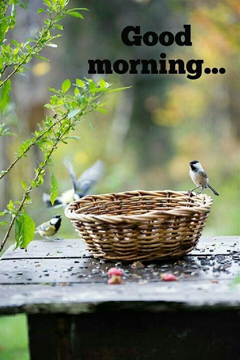 Pin By Mamta Yadav On Good Morning Beautiful Birds Birds Country