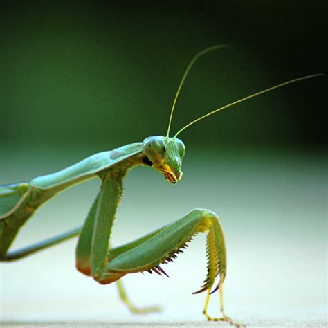 I highly recommend this pest control service. Consider The Praying Mantis for Pest Control - Craft Organic