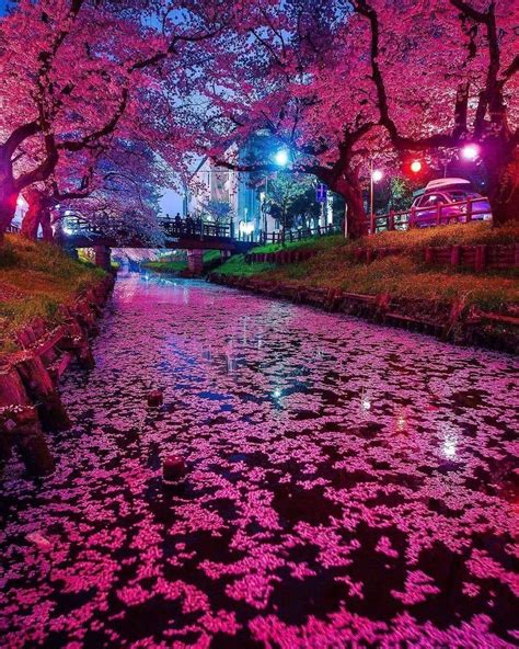 The Japanese Cherry Blossom At Night Cherry Blossom Japan Nature