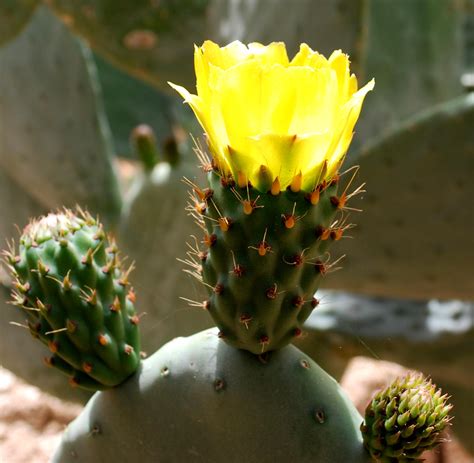The most obvious function of cactus spines is to protect the cacti from animals and people. Opuntia (Prickly pear) | A to Z Flowers