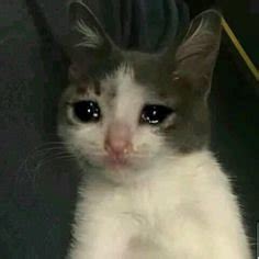 Crying Cat Meme 100 Heart Touching Cat Crying Memes